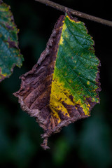 Blatt Trocken im Herbst