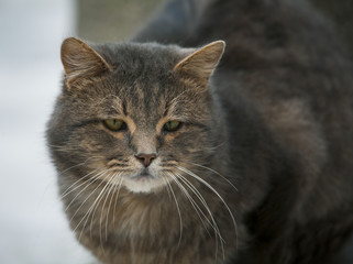 Fototapeta na wymiar Portrait of beautiful gray cat