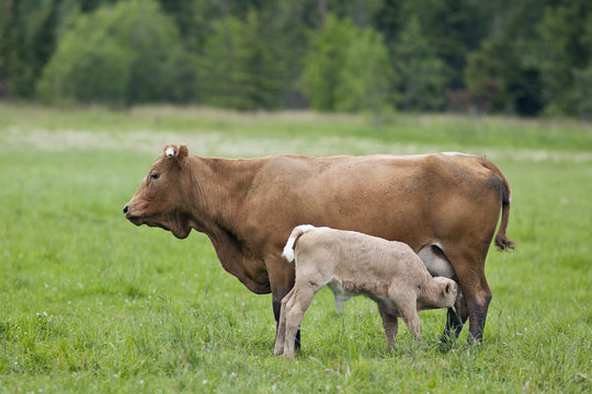 Calf nursing from mother cow.  Near Riverton, Manitoba, Canada.