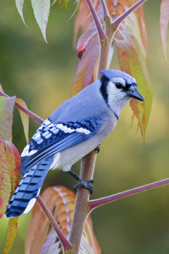 Blue Jay (Cyanocitta cristata ) perched on a branch near Ottawa, Ontario, Canada.