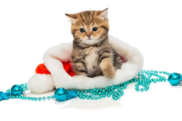 Kitten British marble and Christmas hat