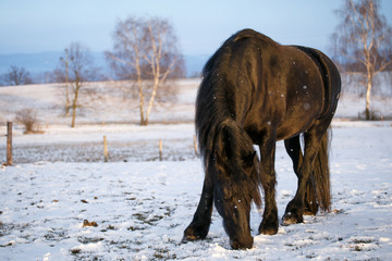 Friesian horse in winter