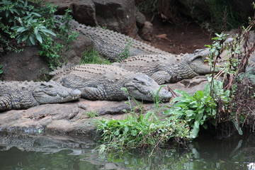 Crocodile1