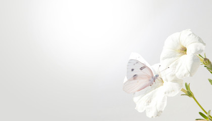 Obraz na płótnie Canvas Checkered White butterfly on white Petunia flower - a business card design on light gradient background