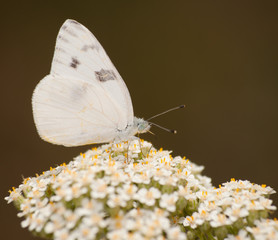 Checkered White butterfly feeding on Yarrow flowers