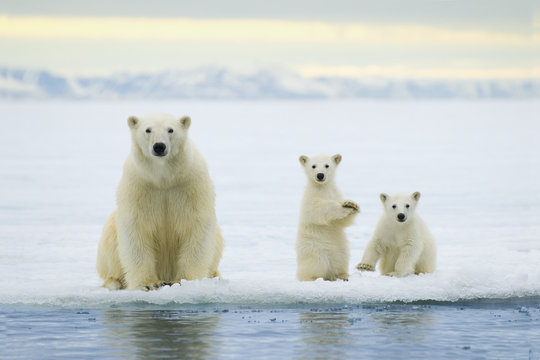 Polar bear mother with cubs on pack ice, Svalbard Archipelago