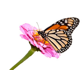 Danaus plexippus, Monarch butterfly in summer garden