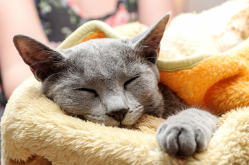 Portret rosyjski śpiący szary kot - obrazy, fototapety, plakaty