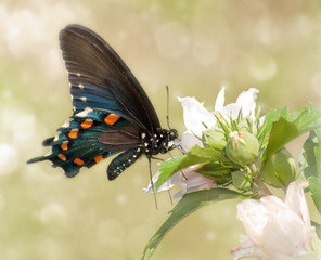 Dreamy image of a Pipevine Swallowtail butterfly feeding on a Hibiscus flower