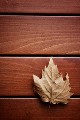 Autumn sycamore leaf over wooden background