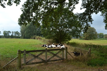 Koeien liggen te grazen in een weiland achter een hek