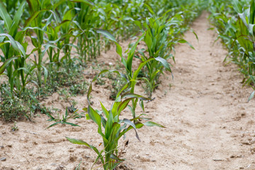 Green corn field in a row.