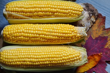 Fresh corn on cobs on rustic wooden table
