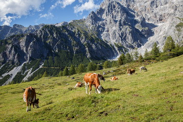 Fototapeta na wymiar Herd of cows graze in a pasture in the Alps. The Austrian Alps