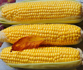 Fresh corn on cobs on rustic wooden table
