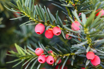 Yew tree with red fruits.