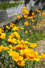 California Poppies