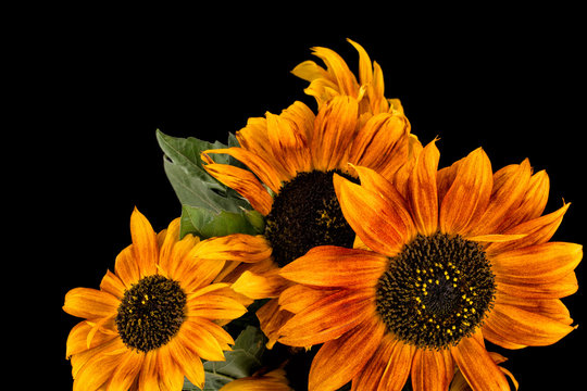 Beautiful brown sunflowers on black background