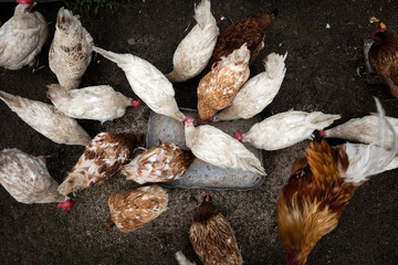 Chickens Eating