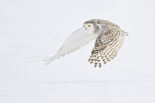 Snowy Owl flying over snow