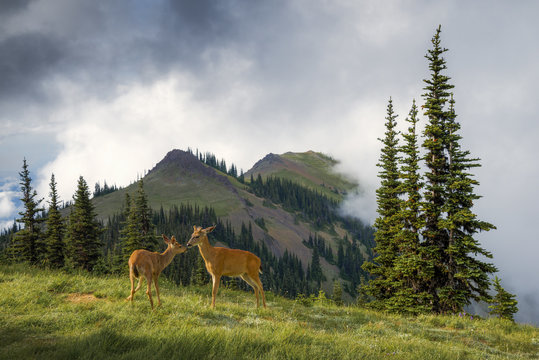 Two black tailed deer, Olympic National Park, Washington, USA