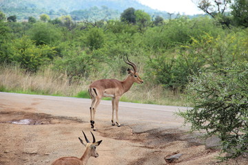 buck