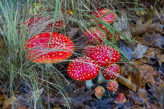 Amanita muscaria mushrooms.
