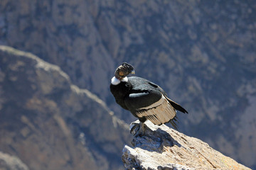 A nice male adult condor sitting close on a rock. Colca canyon - one of the deepest canyons in the...