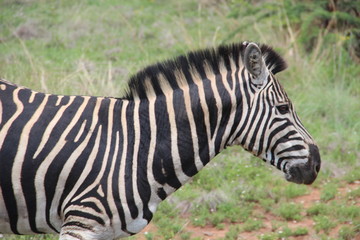 Fototapeta na wymiar Zebra2