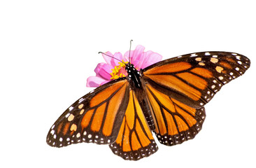 Dorsal view of a female Monarch butterfly feeding on a pink Zinnia, isolated on white
