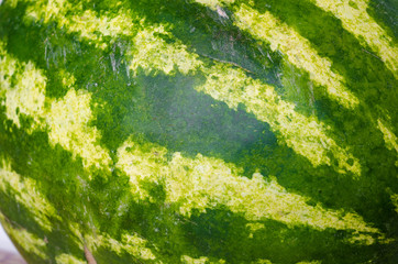 texture of green and yellow peel of watermelon round back side closeup.