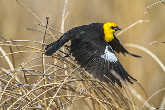 Yellow Headed Blackbird (Xanthocephalus xanthocephalus) Taking off from the long grass, Frank Lake, Alberta, Canada