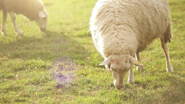 Sheep grazes in the meadow on a sunny afternoon near Ružomberok, Slovak Republic