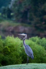 Stately blue heron patiently waiting for a fish