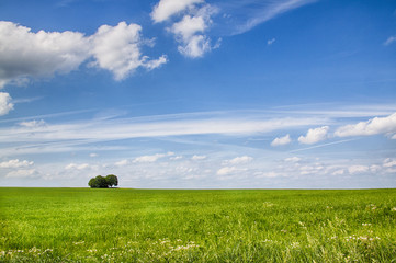 Bäume auf Sommerwiese