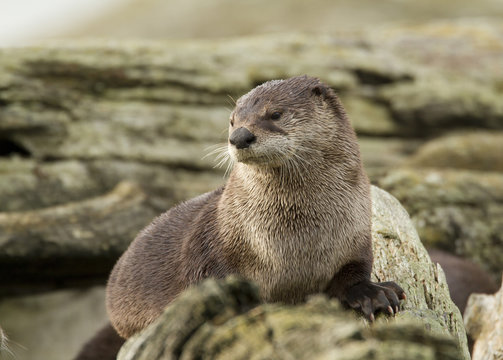 North American river otter, Lontra canadensis, Victoria, BC, Canada