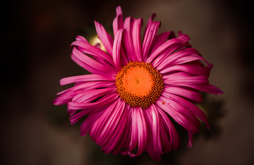 Obraz premium red fall flower at dark background