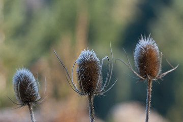 Wilde Karde im Winter