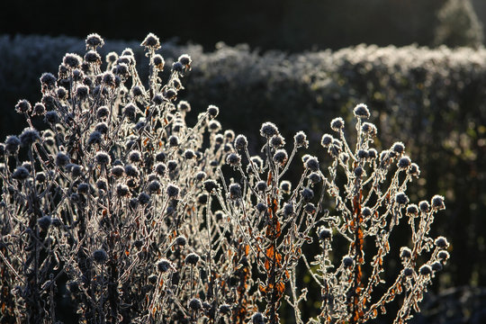 Samenst&auml;nde im Winter