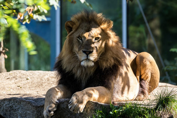 Löwe - Panthera leo