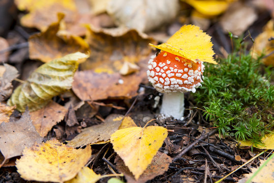 red fly agaric near a moss against the background of autumn leav