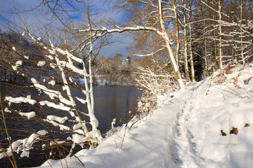 Winter tree against with reflection in water.