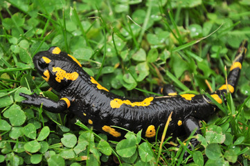 Feuersalamander im Gras