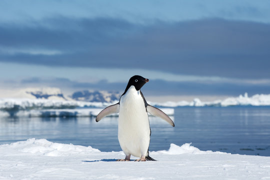 Adelie penguin on snow, Petrel island, Antarctic Peninsula
