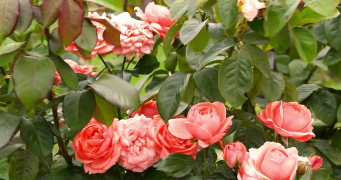 Fresh pink roses on rose bush in garden