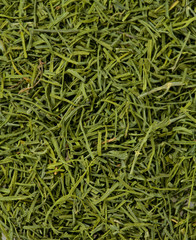 dried dill isolated