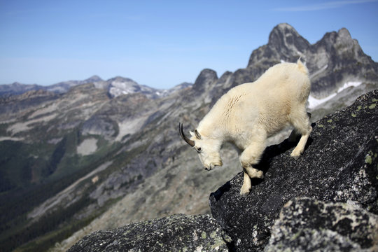 Mountain Goat On Rock, Valhalla Provincial Park, Canada