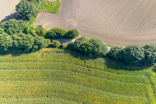 Luftbild von einem Maisfeld