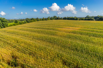 Fototapeta na wymiar Luftbild von einem Maisfeld