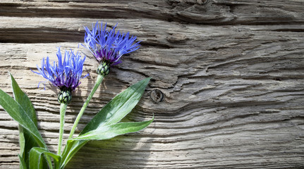 Blaue Kornblume (Centaurea cyanus) auf Treibholz / Holz Hintergrund